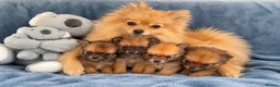 Pomeranian dogs for sale: Beautiful Pomeranian puppies - Advert 11