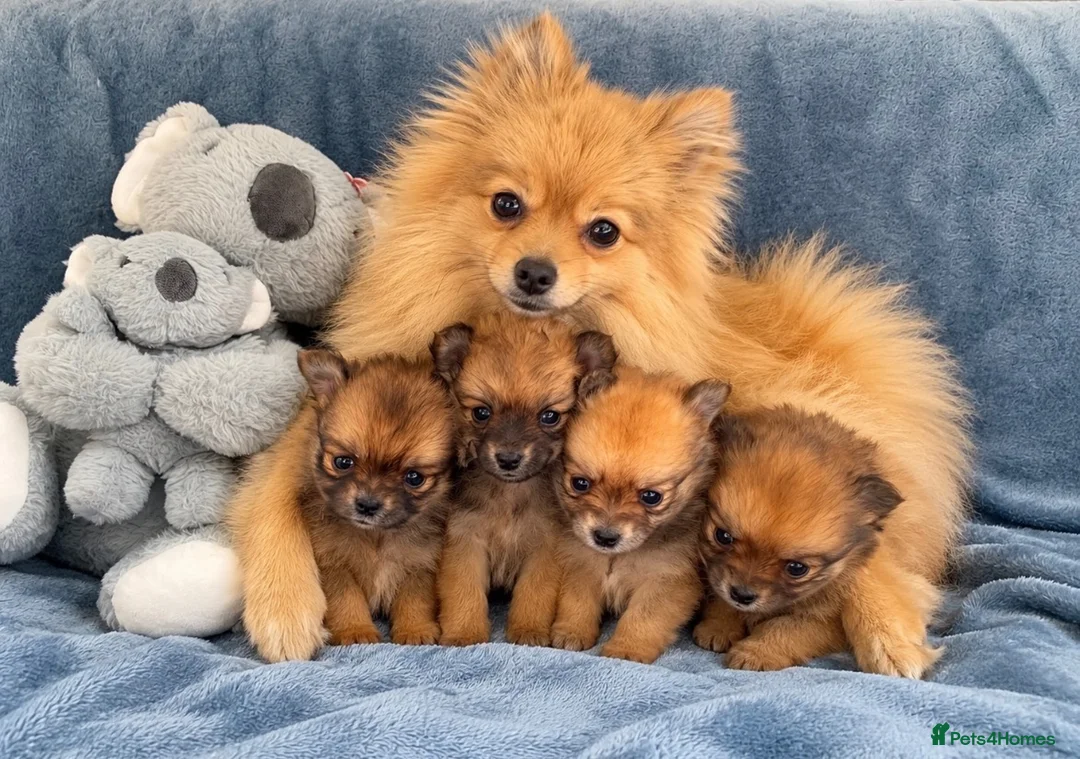 Pomeranian dogs for sale: Beautiful Pomeranian puppies - Advert 11