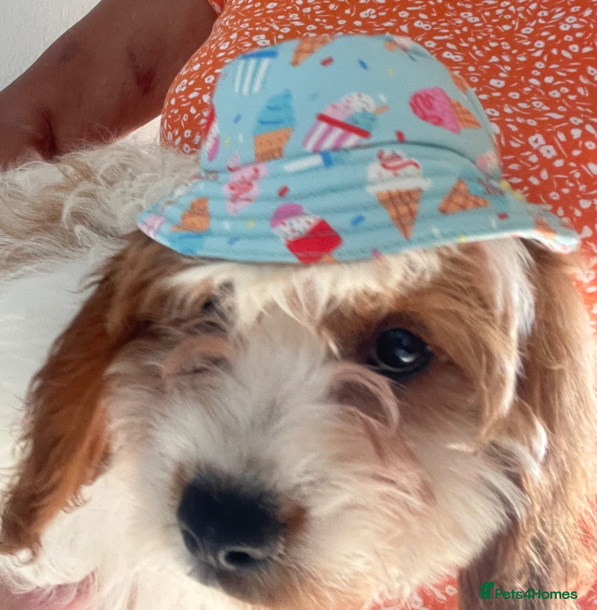 Cavapoo dogs ADORABLE CAVAPOO PUPPIES  - Advert 7