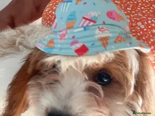 Cavapoo dogs ADORABLE CAVAPOO PUPPIES - Advert 7