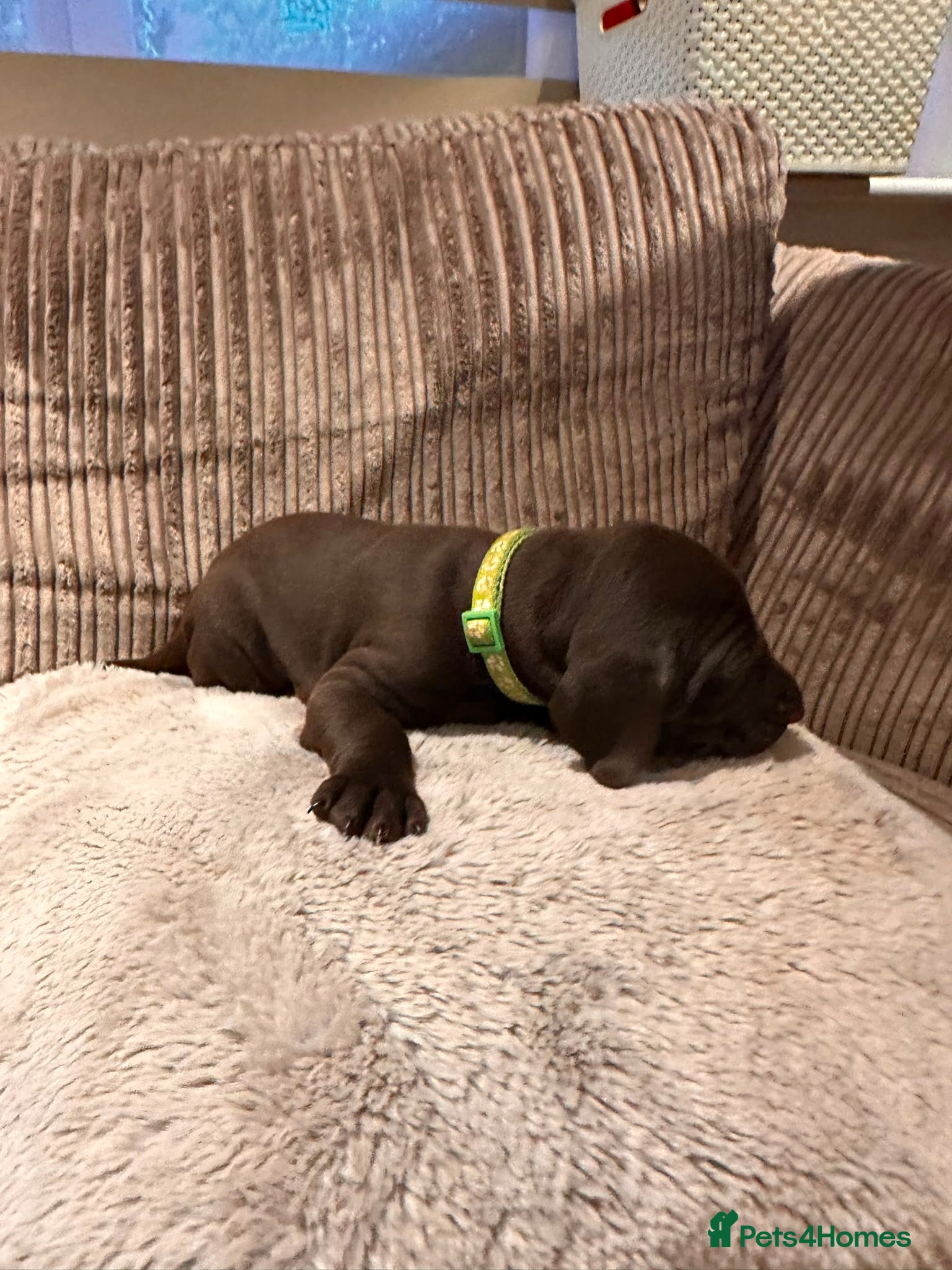 German Shorthaired Pointer dogs Beautiful KC GSP Puppies - Advert 2