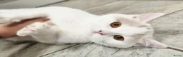 British Shorthair cats for sale: Gorgeous loving purr machines available now  - Advert 3
