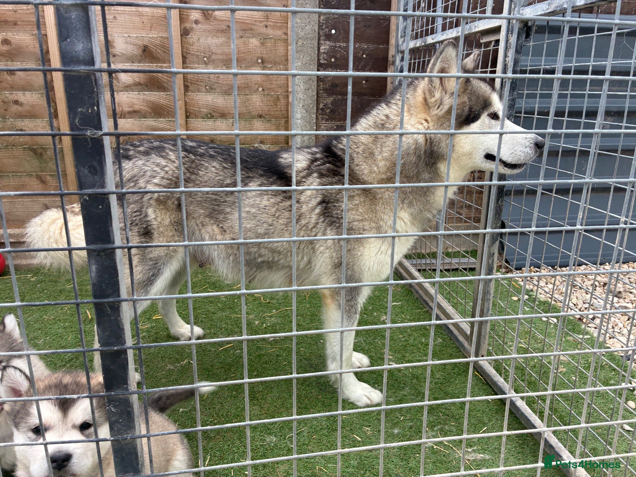 Alaskan Malamute dogs Pure bred Alaskan malamute puppies for sale £1200 - Advert 4