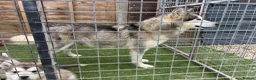 Alaskan Malamute dogs for sale: Pure bred Alaskan malamute puppies for sale £1200 - Advert 1
