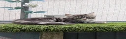 Maine Coon cats for sale: READY NOW Tica registered Male Maine coon kittens  - Advert 4