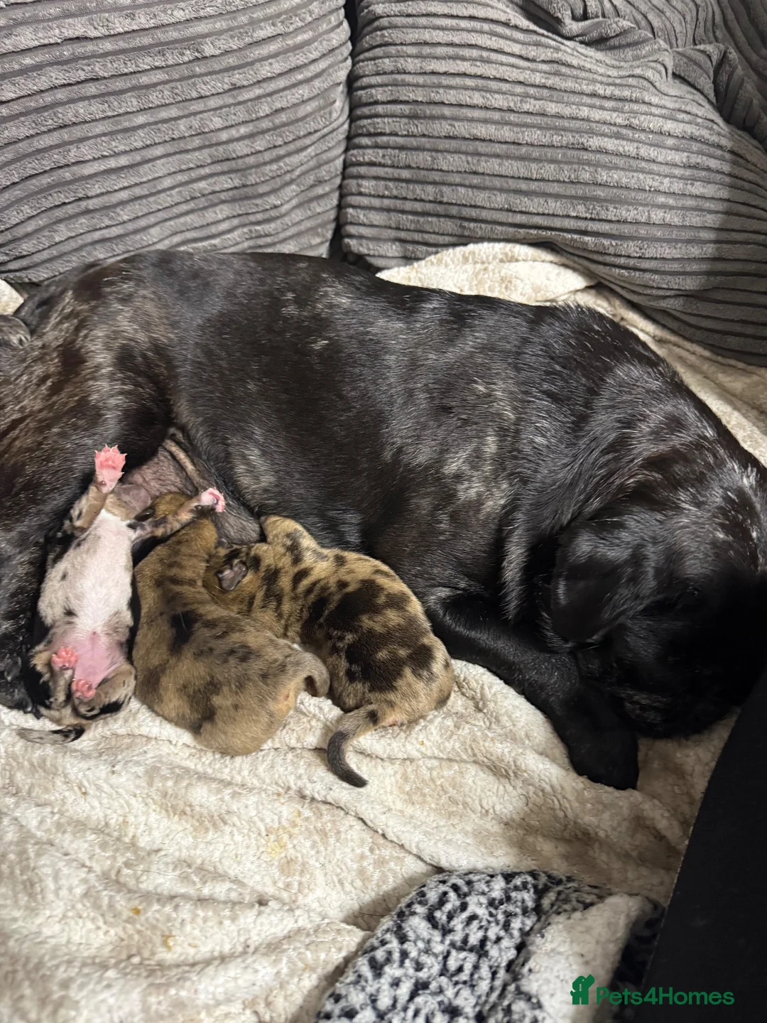Jug dogs for sale: Litter of four jugs  in Chesterfield - Advert 1