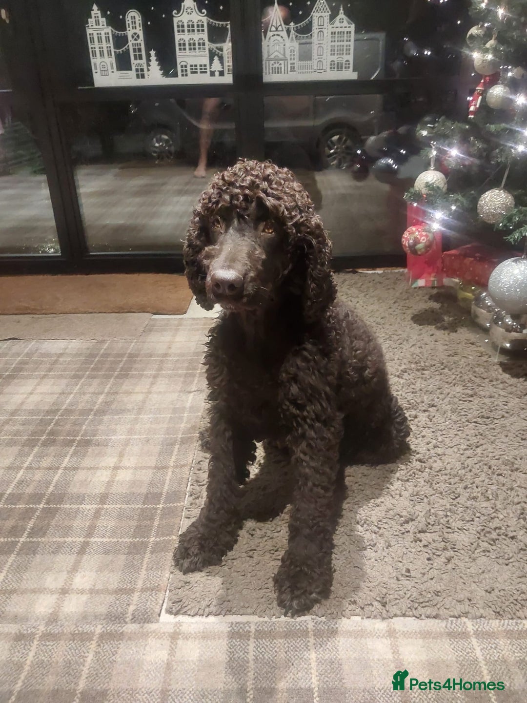 Mixed Breed dogs for sale: Irish Water Spaniel mum and Fox Red Labrador dad - Advert 1