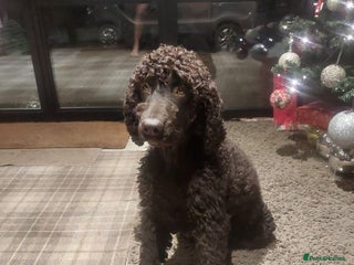 Mixed Breed dogs Irish Water Spaniel mum and Fox Red Labrador dad - Advert 2