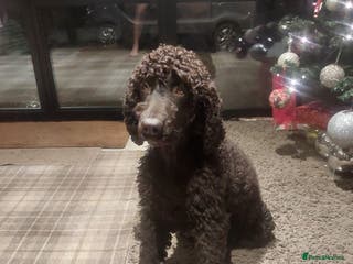 Mixed Breed dogs Irish Water Spaniel mum and Fox Red Labrador dad - Advert 15