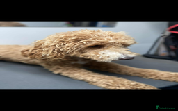 Poodle dogs for sale: Poodle x  - Image 3