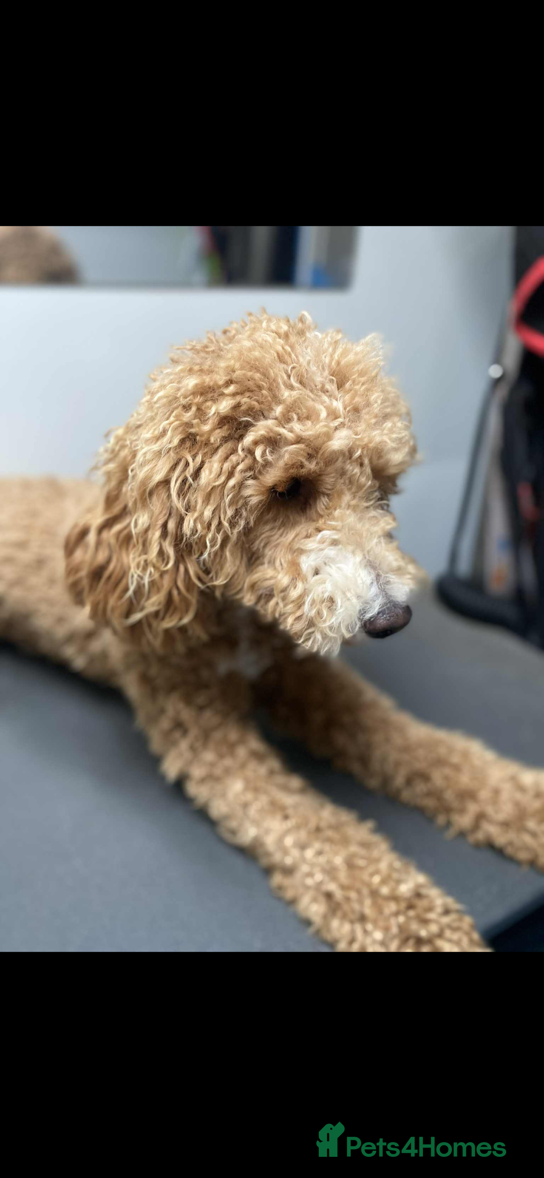 Poodle dogs for sale: Poodle x  - Image 3