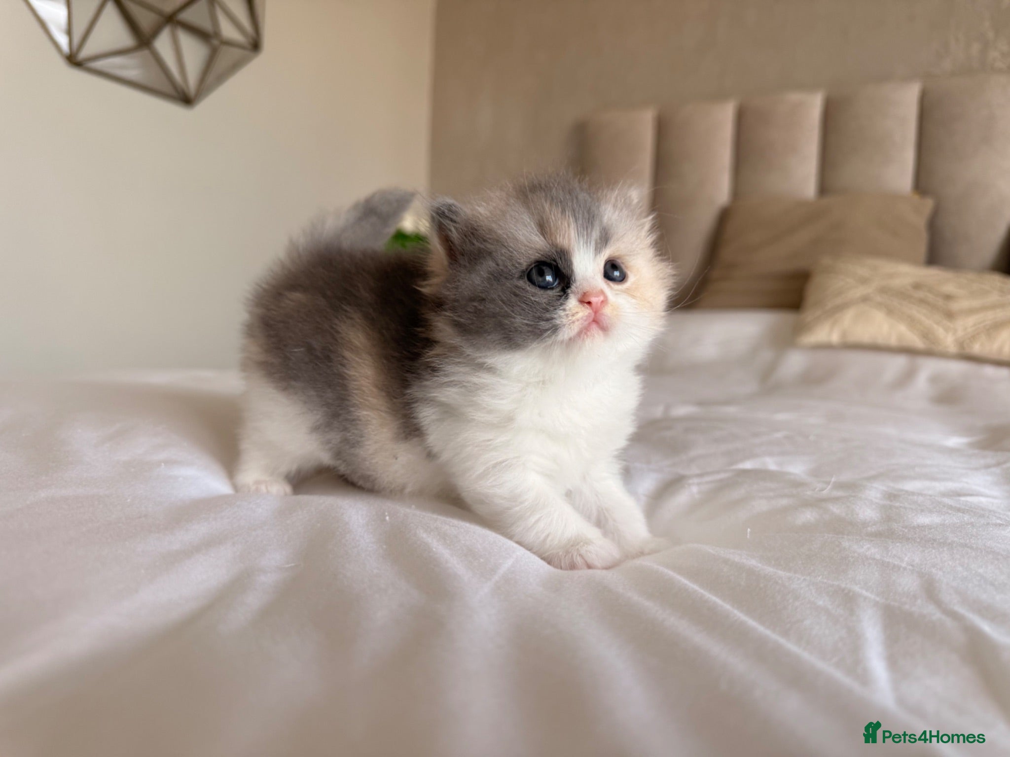 British Longhair cats Pedigree British Longhair Kittens GCCF Registered - Advert 1