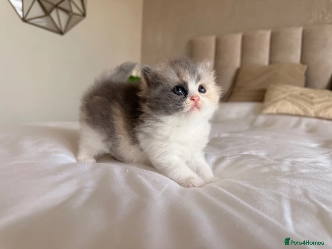 British Longhair cats for sale: Pedigree British Longhair Kittens GCCF Registered - Advert 1