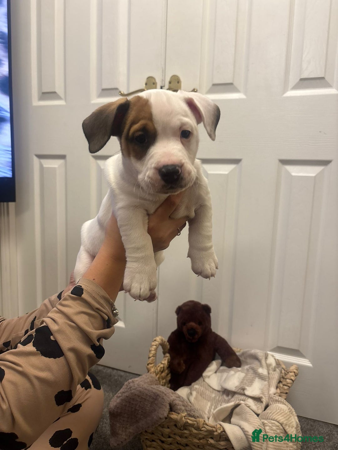 Mixed Breed dogs for sale:  Last 2 girls READY NOW! Rare English Bulldach - Advert 38