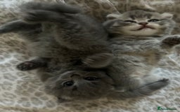 Scottish Fold cats for sale: Scottish fold kittens ready for reservation. - Image 10