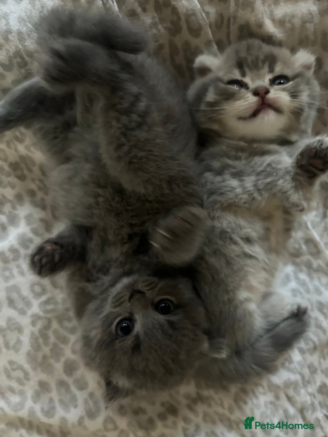 Scottish Fold cats for sale: Scottish fold kittens ready for reservation. - Image 10