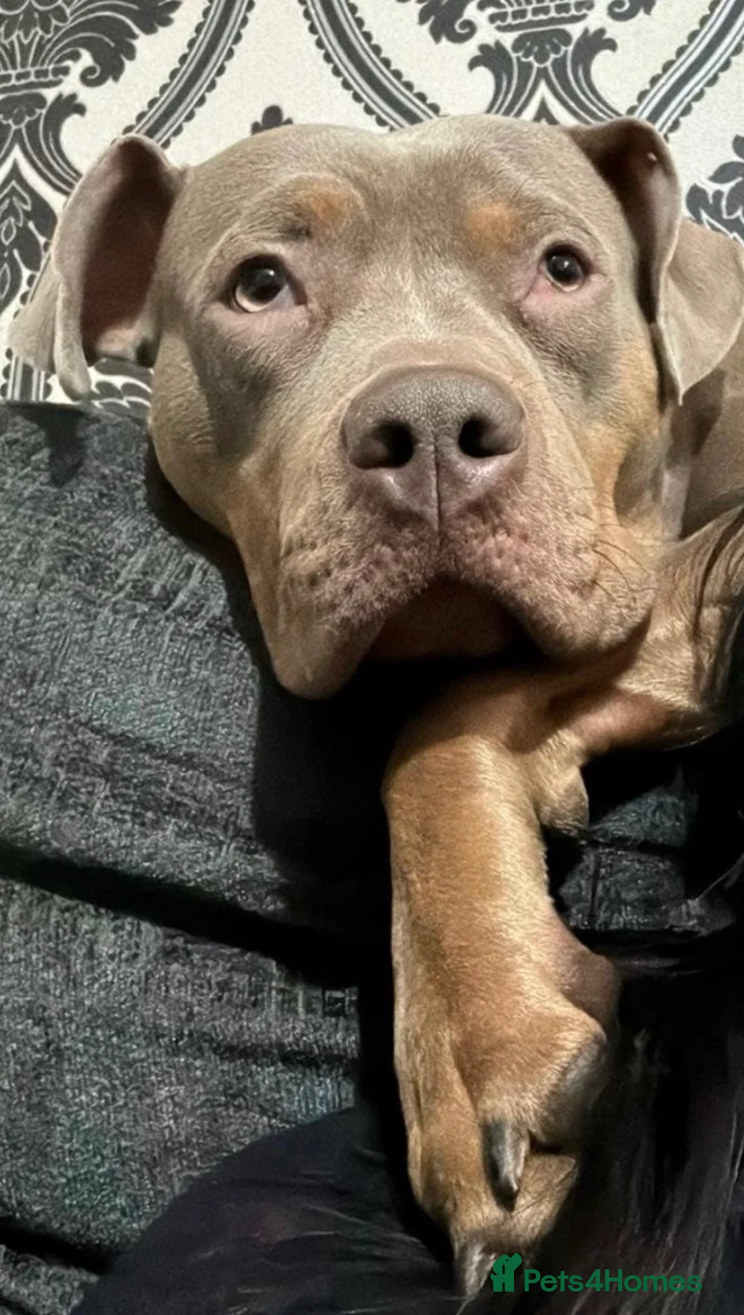 Mixed Breed dogs for sale: Border collie cross for sale  - Advert 3