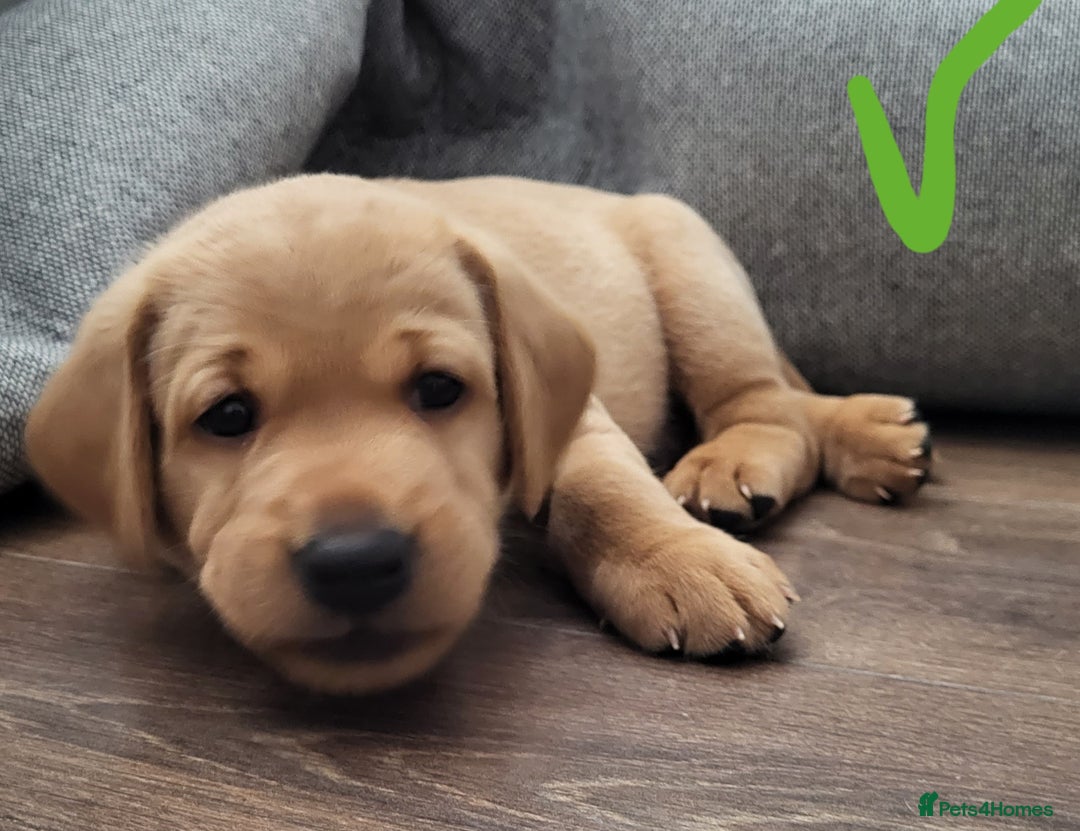 Labrador Retriever dogs for sale: Red fox Labrador retriever puppies  - Image 7