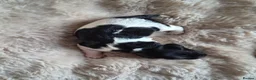 English Springer Spaniel dogs for sale: Springer Spaniel Pups - Advert 8