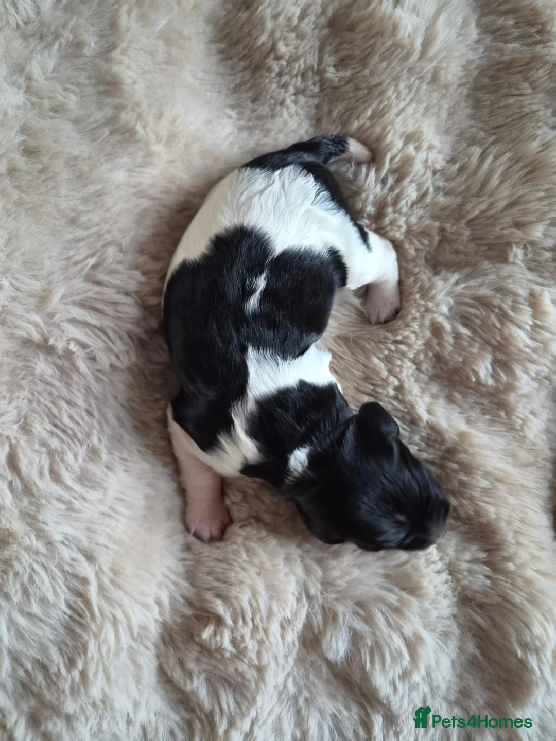 English Springer Spaniel dogs for sale: Springer Spaniel Pups - Advert 8