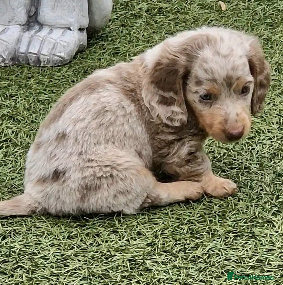 Miniature Dachshund dogs for stud: BLUE DAPPLE PIEBALD STUD CARRYING LONG HAIR CHOCO in Liverpool - Advert 23
