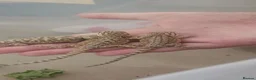 Bearded Dragon reptiles for sale: Baby bearded dragons in Hitchin - Advert 10