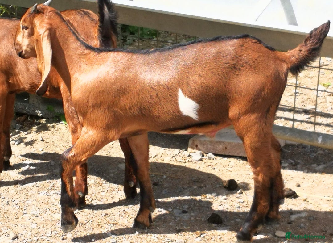 Goats livestock for sale: Stunning Anglo Nubian Wether ready now - Image 3