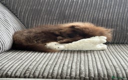 Pomeranian dogs for sale: Adorable pair of 1 year old Pomeranian boys!  - Image 20