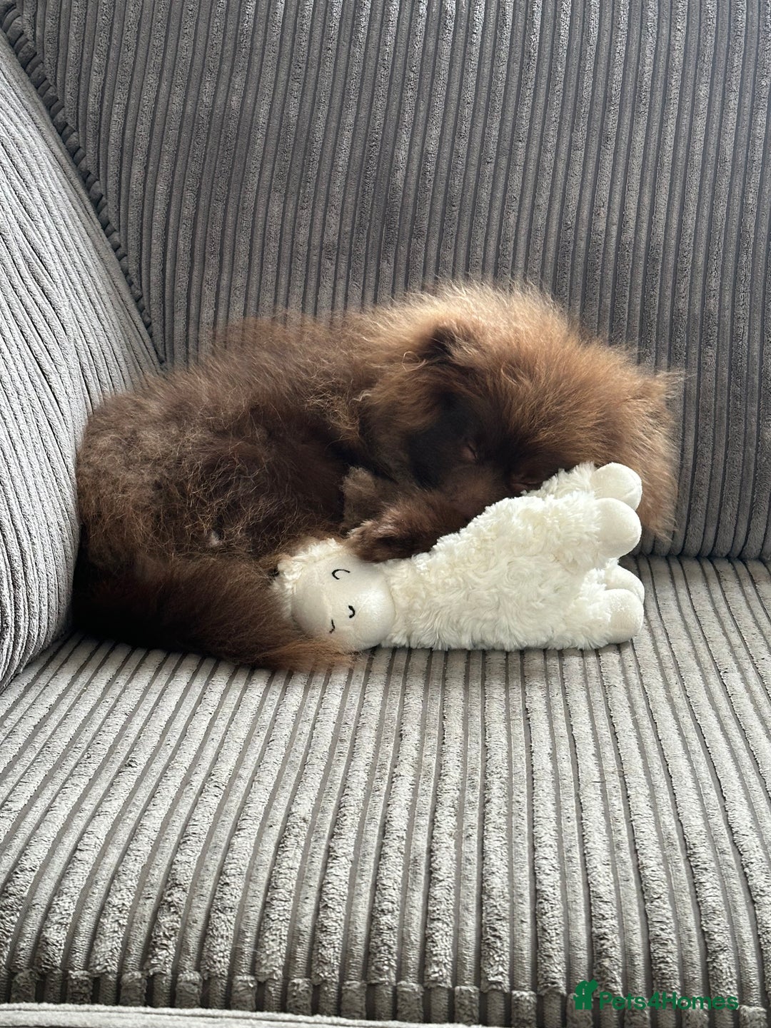 Pomeranian dogs for sale: Adorable pair of 1 year old Pomeranian boys!  - Image 20