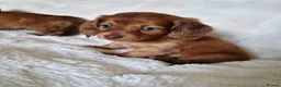 Miniature Dachshund dogs for sale: Longhair miniature dachshund puppys  - Advert 8