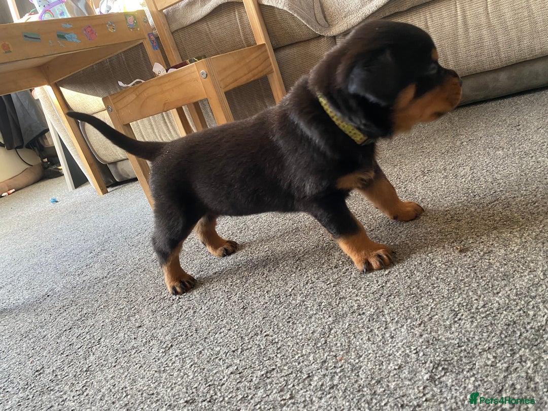 Rottweiler dogs for sale: Hulk and Ruby Rottweiler puppies  - Advert 23