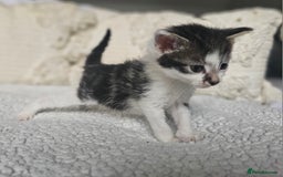Persian cats for sale: PersianXTortoiseshell Crossbreed Kittens - Image 22