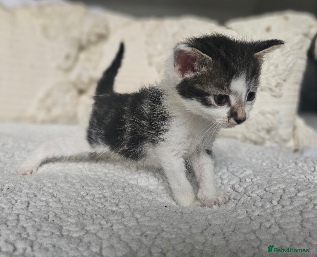 Persian cats for sale: PersianXTortoiseshell Crossbreed Kittens - Image 22