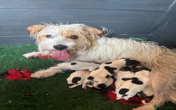 Jack Russell dogs for sale: Jack Russell puppies  - Image 4