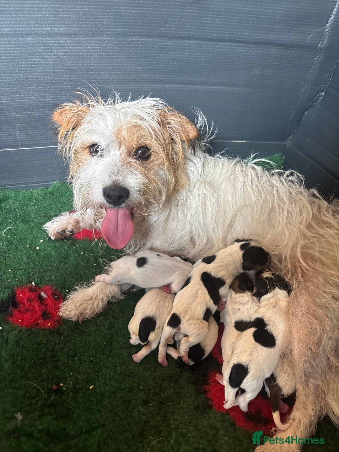 Jack Russell dogs for sale: Jack Russell puppies  - Image 4