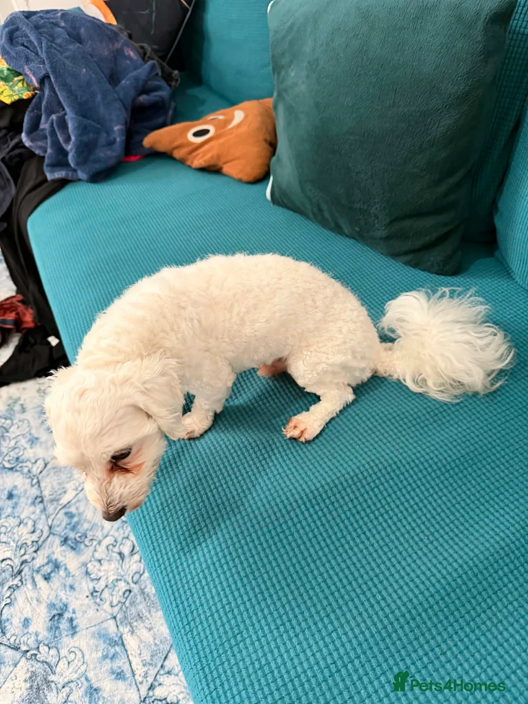 Bichon Frise dogs for sale: Selling my lovely Arcil Max Bichon - Advert 3