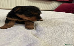 Welsh Terrier dogs for sale: Stunning Health Tested KC Reg Welshie Puppies - Advert 21