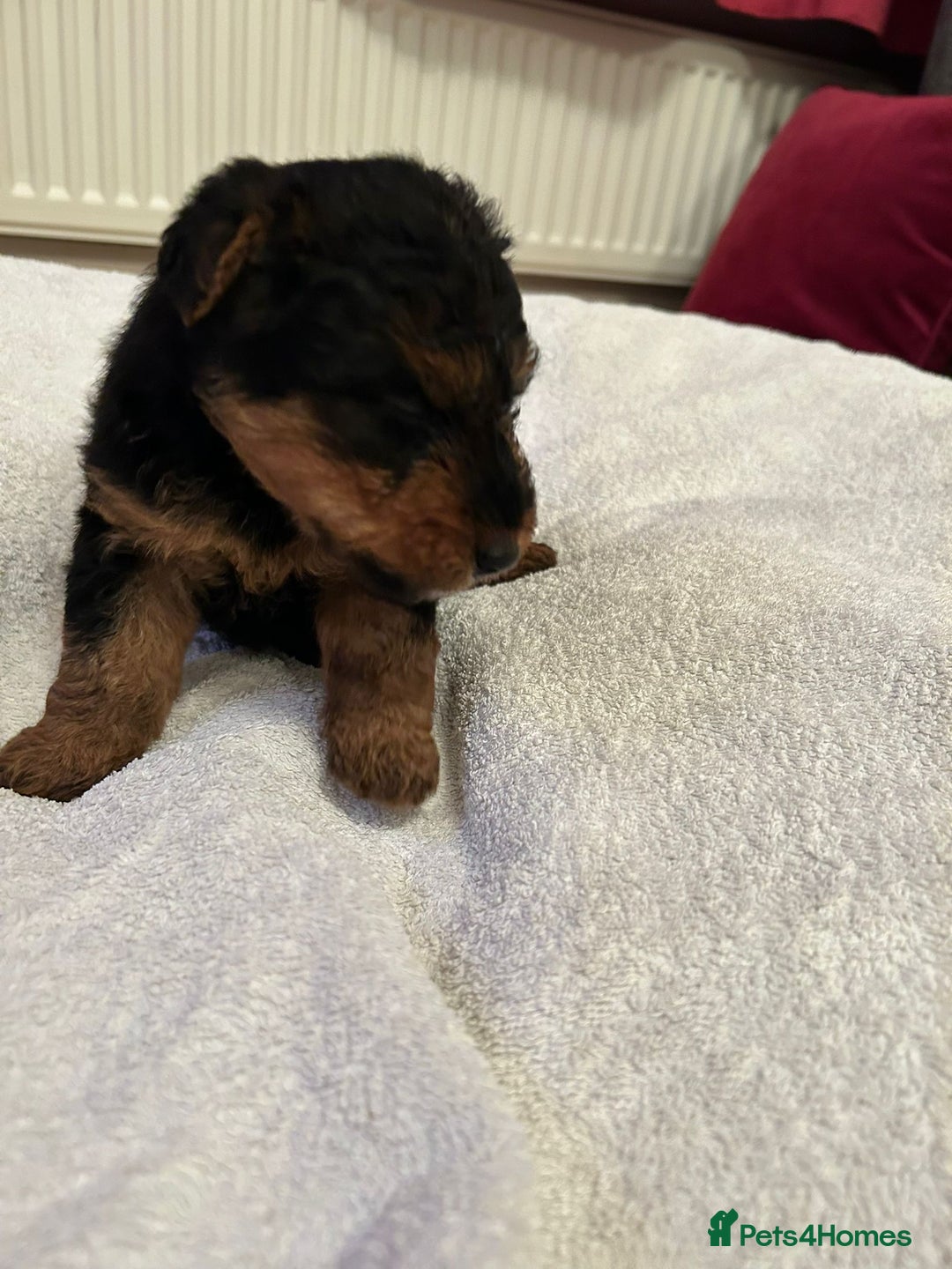 Welsh Terrier dogs for sale: Stunning Health Tested KC Reg Welshie Puppies - Advert 21