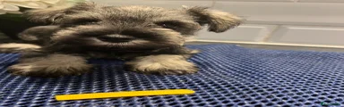 Miniature Schnauzer 3