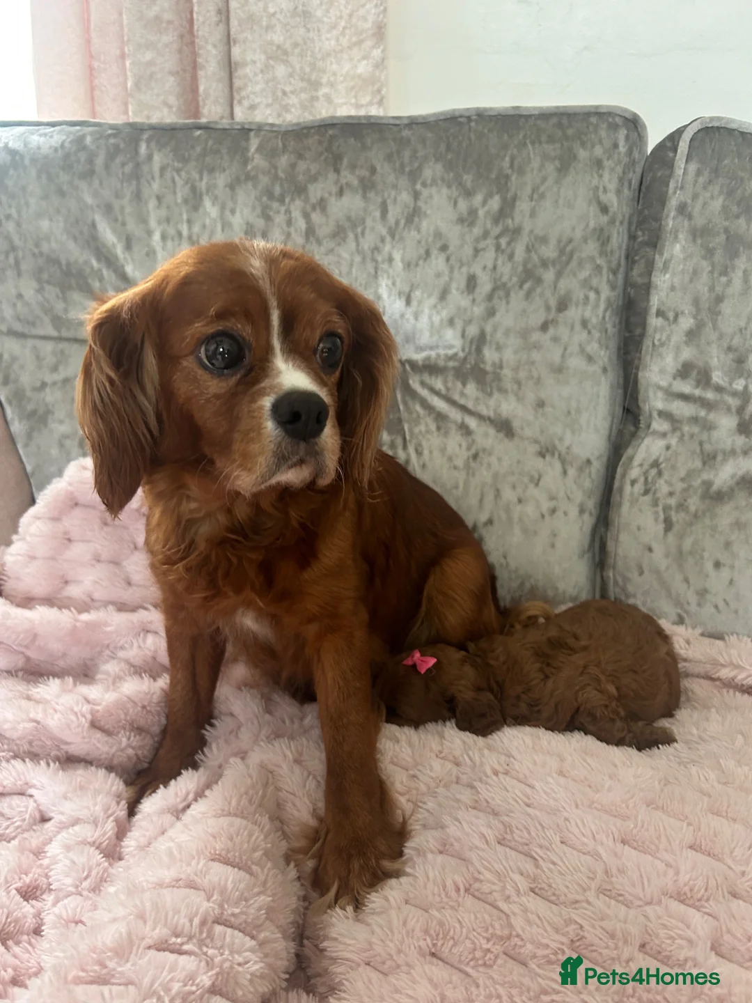 Cavapoo dogs for sale: Cavapoo puppy to be rehomed  in Reading - Advert 9