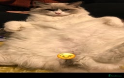 Ragdoll cats for stud: Active Gccf Blue bi Ragdoll in Grantham - Image 7