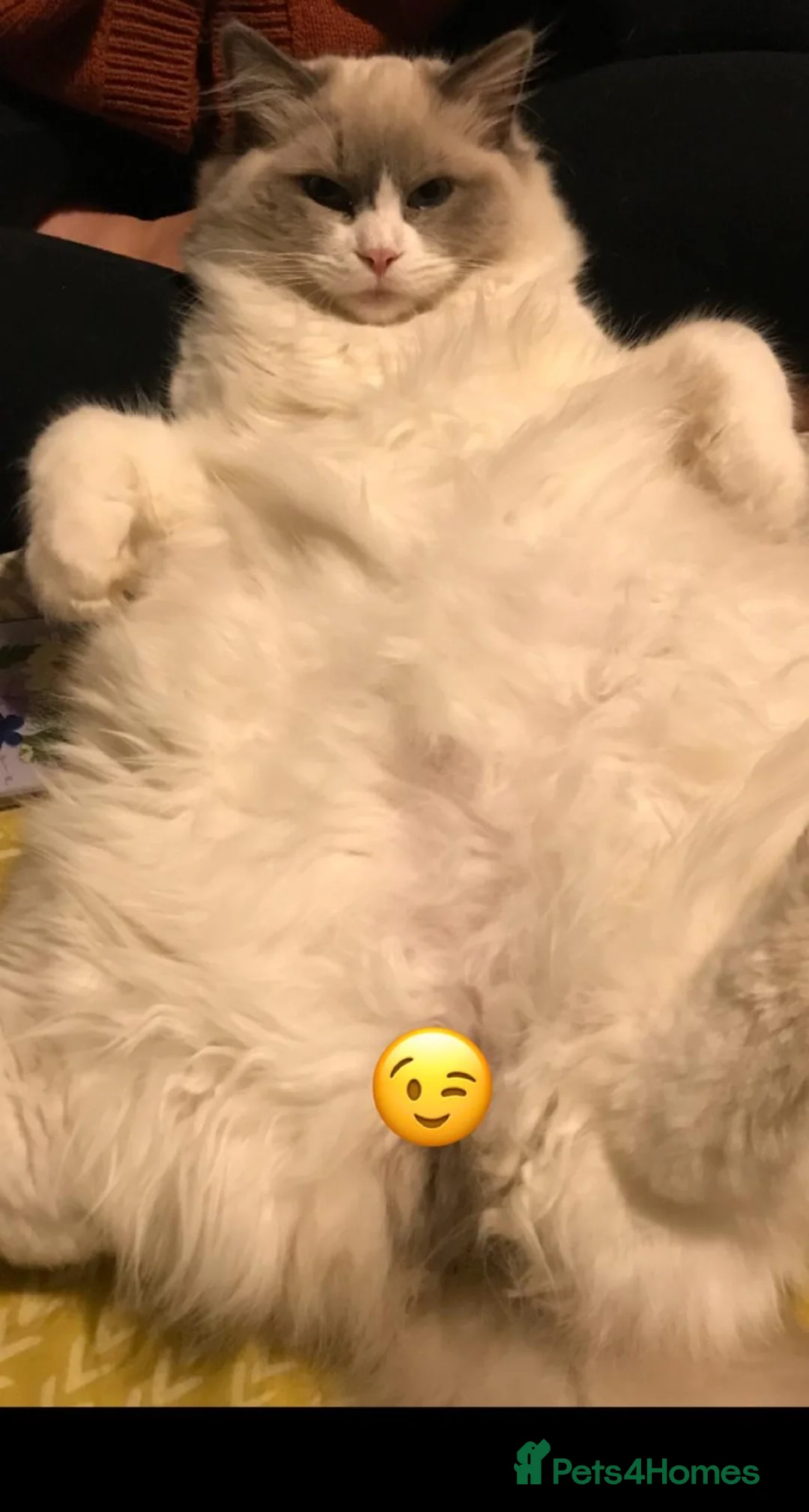 Ragdoll cats for stud: Active Gccf Blue bi Ragdoll in Grantham - Advert 7