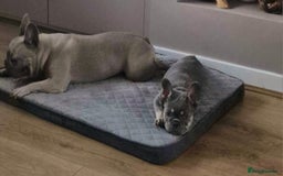 French Bulldog dogs for sale: 🐾 Girl French Bulldog [15 Weeks Old] 🐾  - Image 4