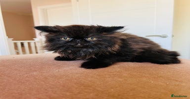 Persian cats - Advert 14