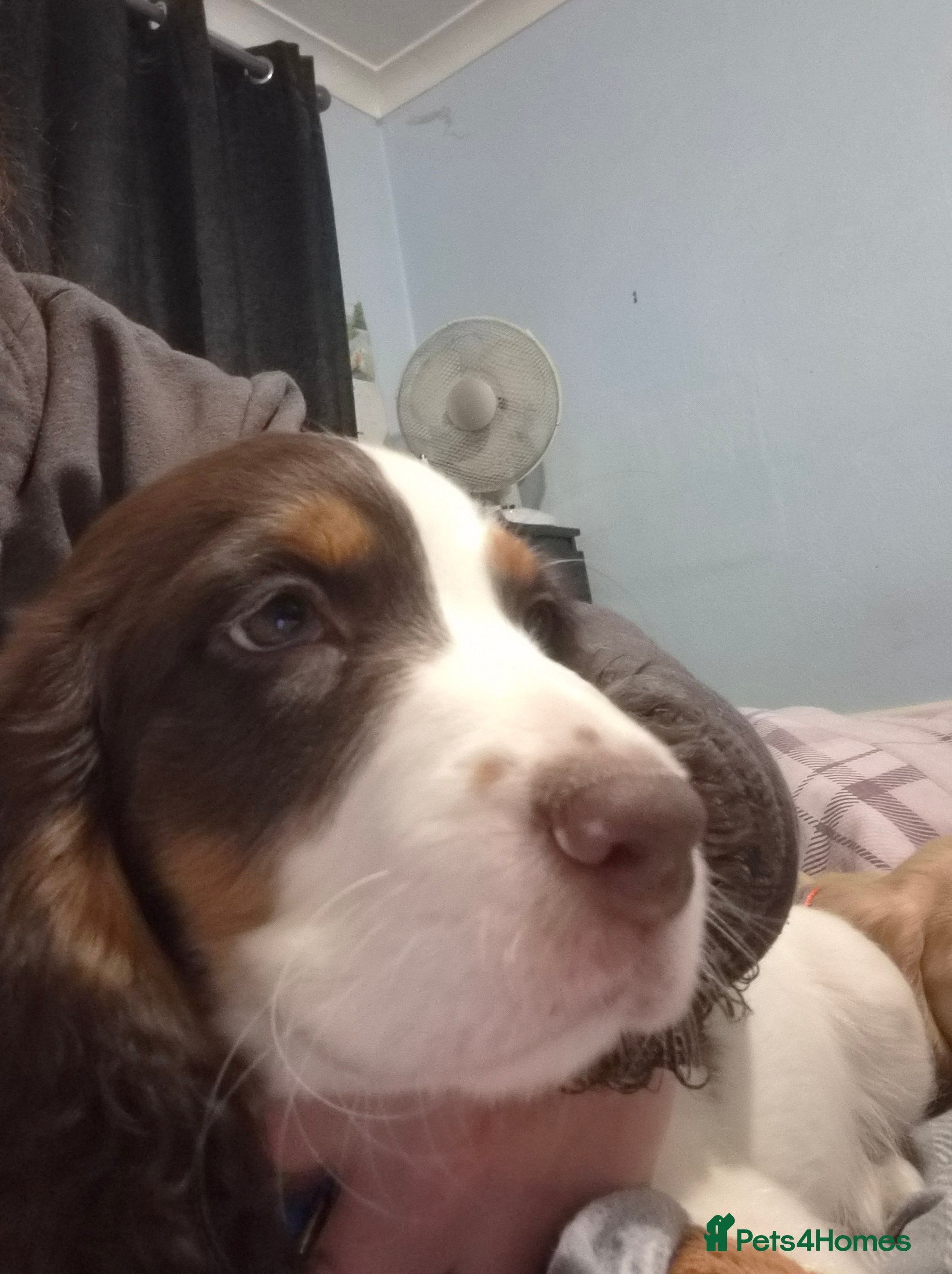 Sprocker dogs Brown and white boy last one left  - Advert 1