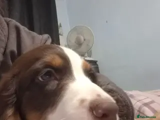 Sprocker dogs Brown and white boy last one left - Advert 1