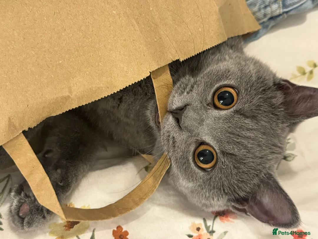 British Shorthair cats for sale: British shorthair  - Advert 2