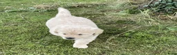 Golden Retriever dogs for sale: Beautiful litter of golden retriever  - Advert 9