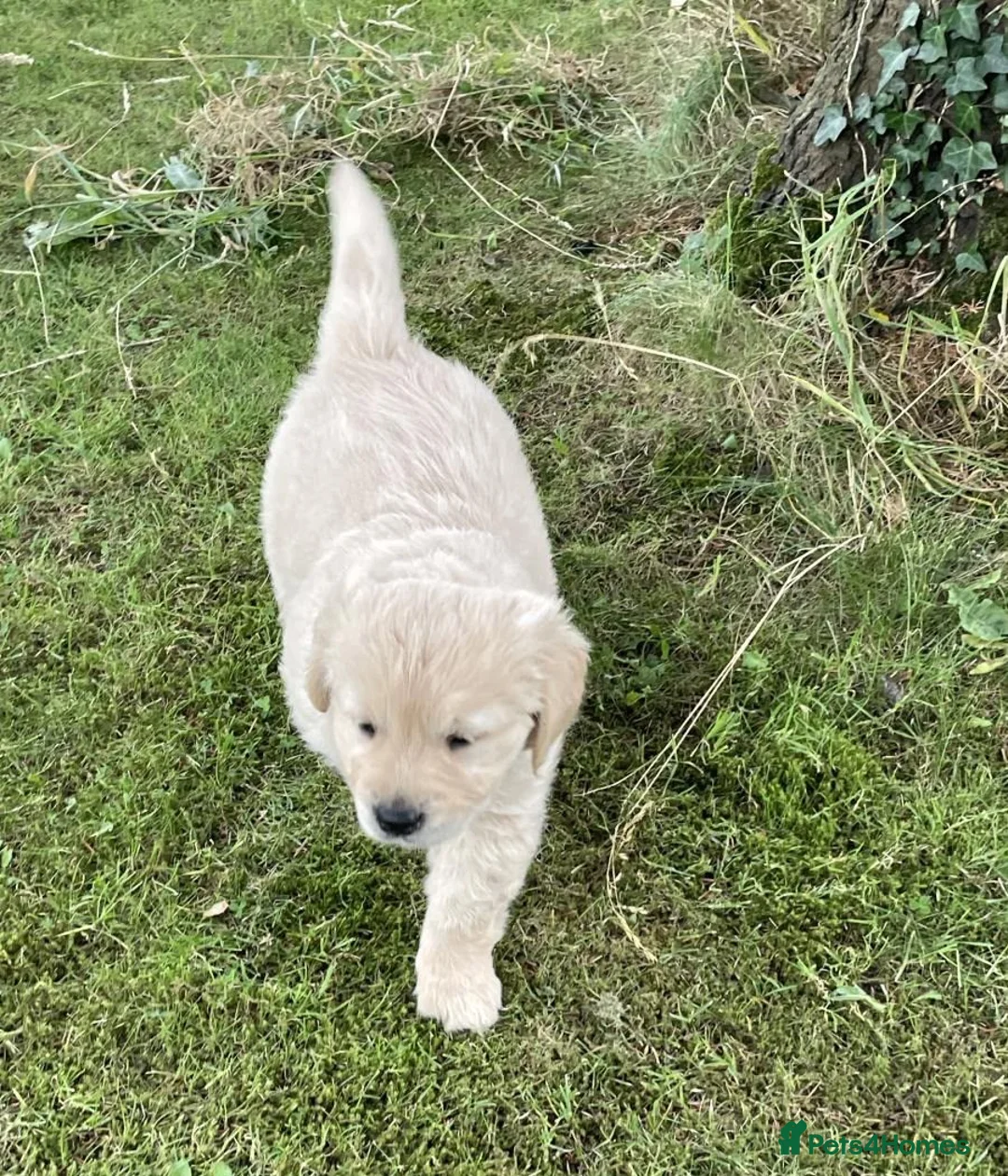 Golden Retriever dogs for sale: Beautiful litter of golden retriever  - Advert 9