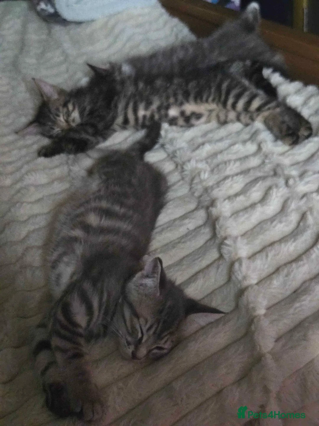 Mixed Breed cats for sale: Main Coon x  - Advert 2